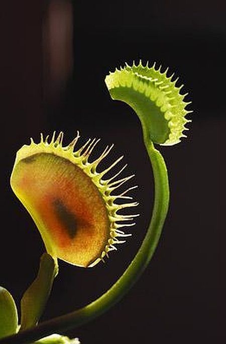 carnivorous plant consuming insects