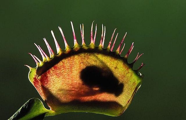 carnivorous plant consuming insects