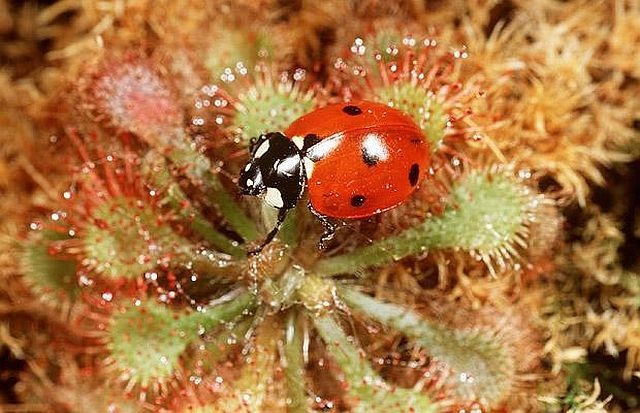 carnivorous plant consuming insects