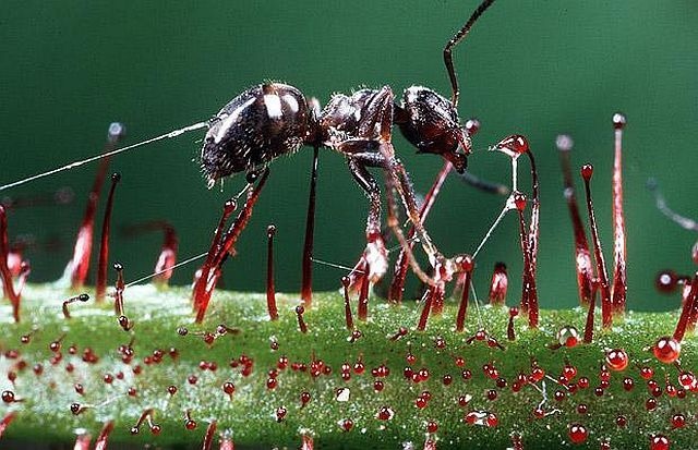 carnivorous plant consuming insects