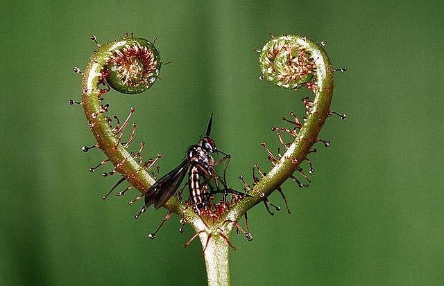 carnivorous plant consuming insects