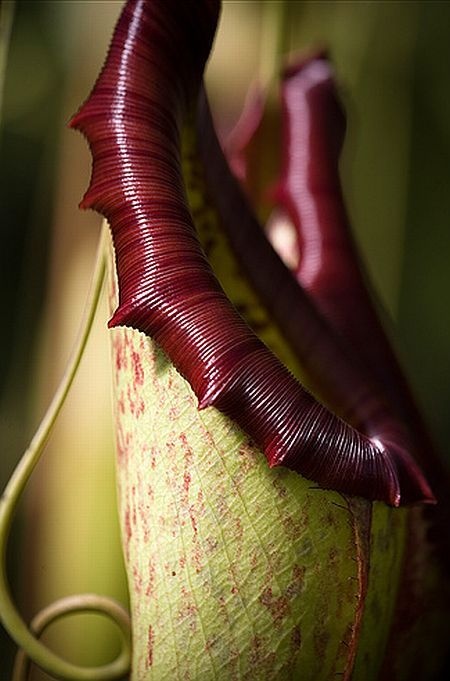 carnivorous plant consuming insects