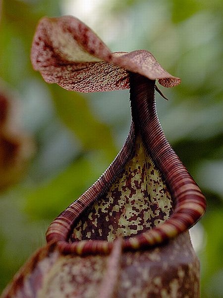 carnivorous plant consuming insects