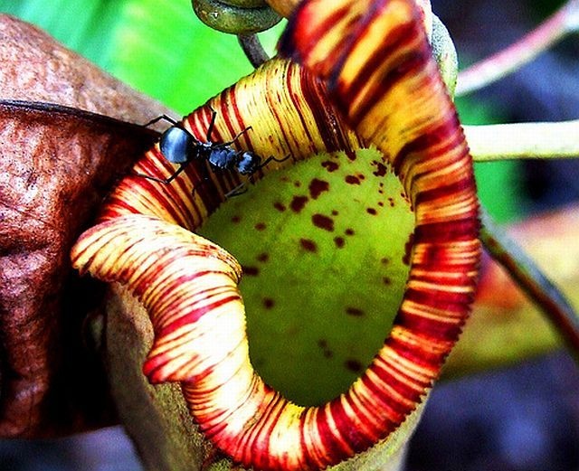 carnivorous plant consuming insects