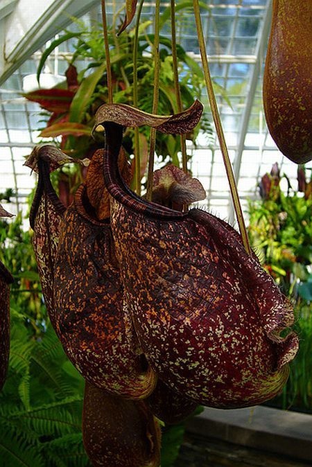 carnivorous plant consuming insects