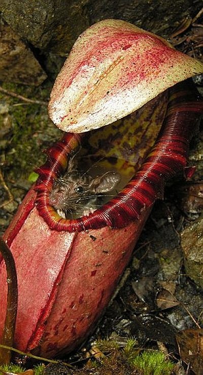 carnivorous plant consuming insects