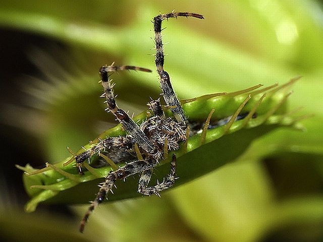 carnivorous plant consuming insects