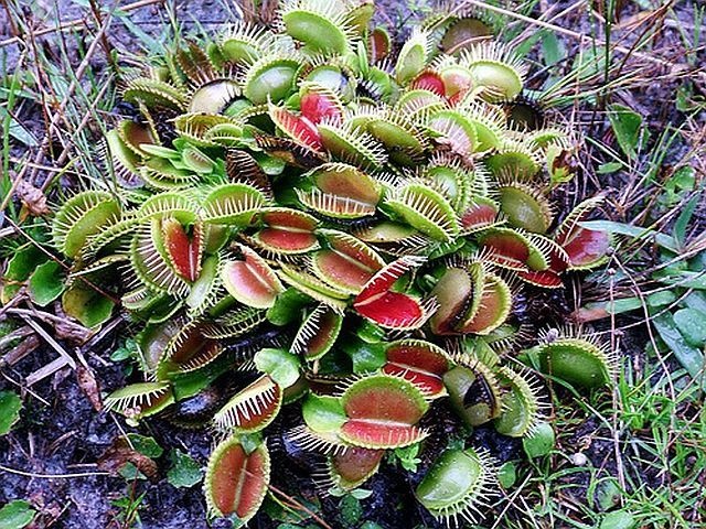 carnivorous plant consuming insects