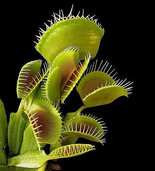 carnivorous plant consuming insects