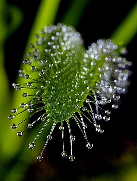 carnivorous plant consuming insects