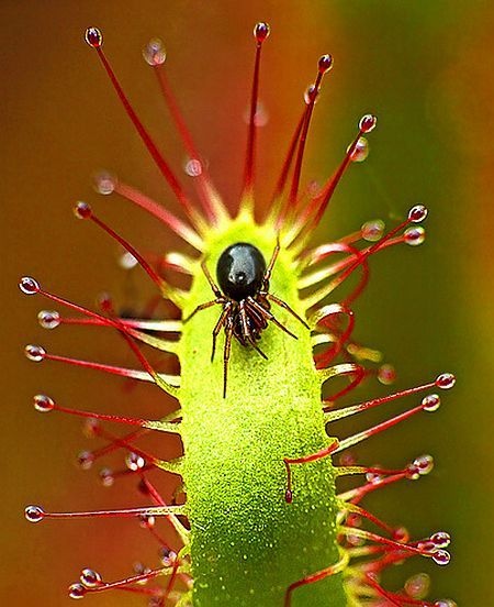 carnivorous plant consuming insects