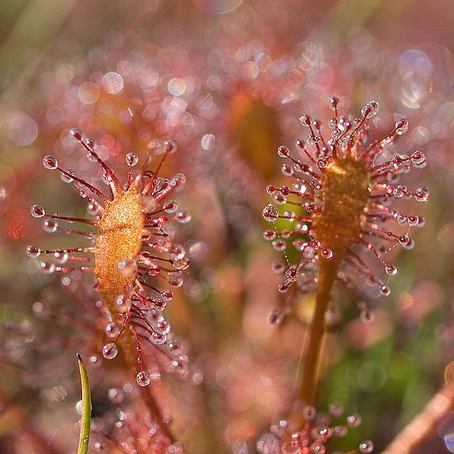 carnivorous plant consuming insects