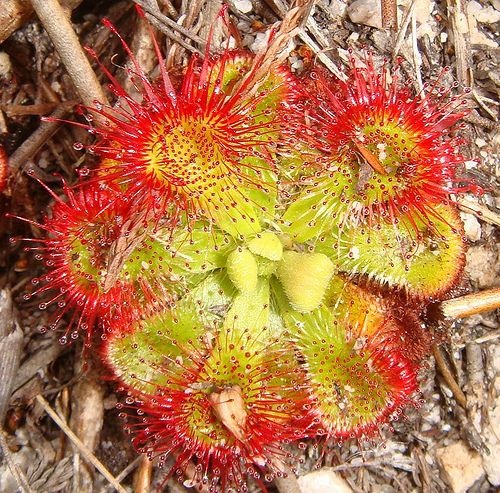 carnivorous plant consuming insects