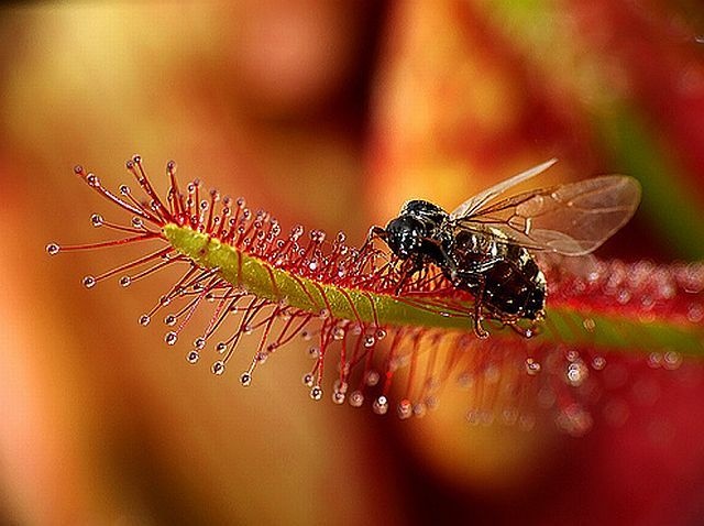 carnivorous plant consuming insects