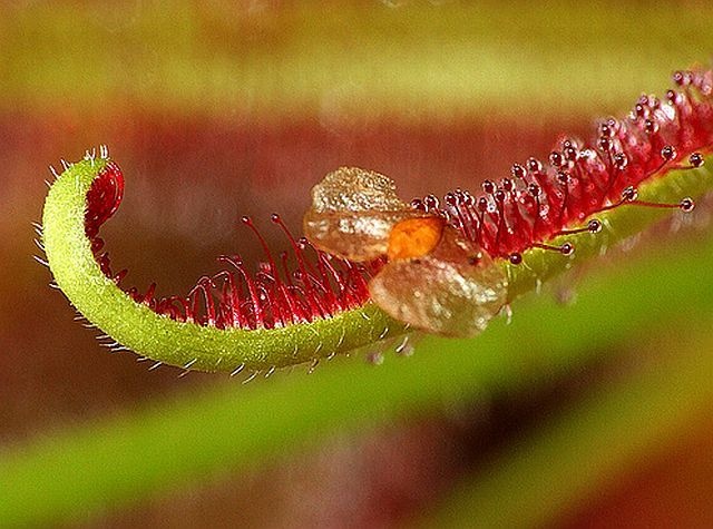 carnivorous plant consuming insects