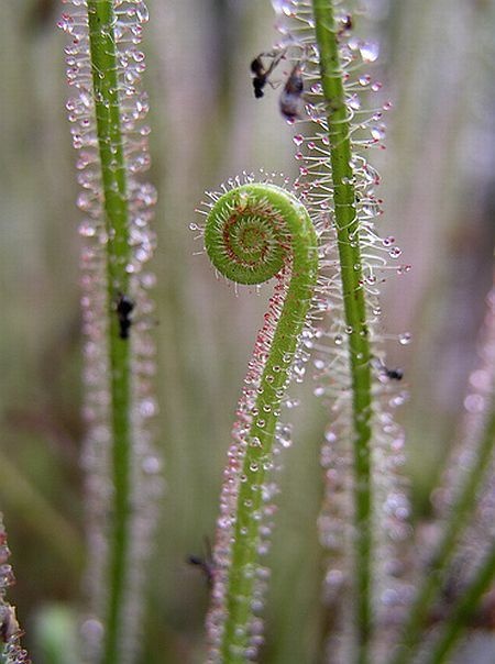 carnivorous plant consuming insects