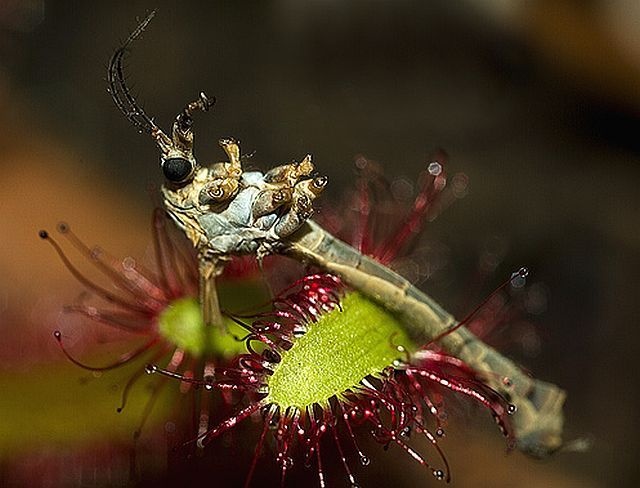 carnivorous plant consuming insects