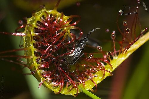 carnivorous plant consuming insects