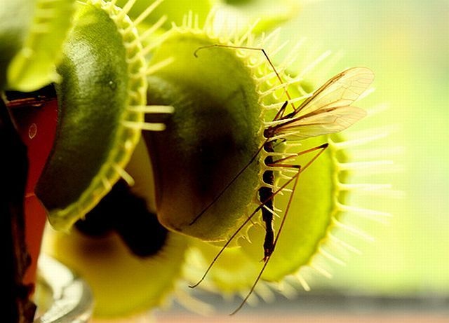 carnivorous plant consuming insects