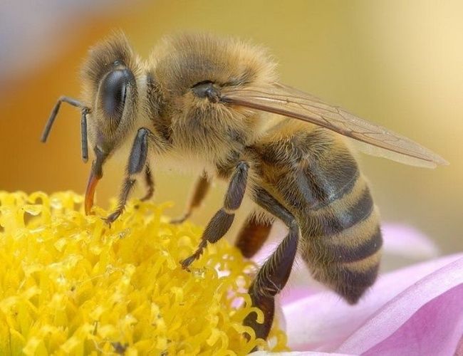 animal macro photography