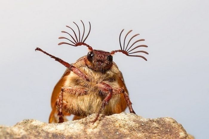 animal macro photography