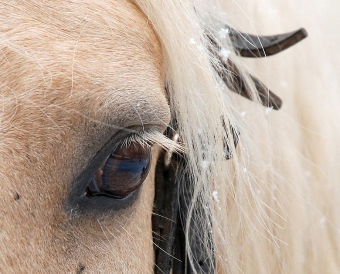 animal macro photography