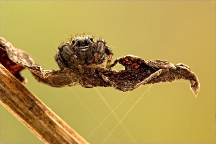 animal macro photography