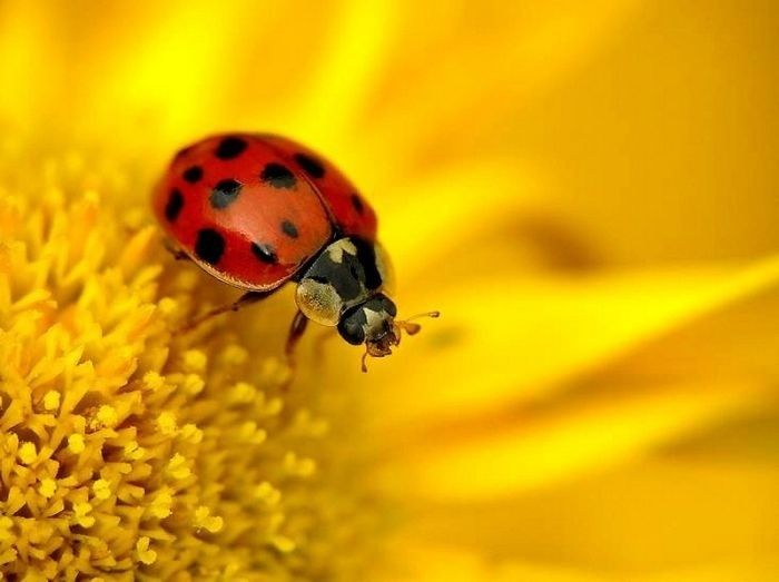 animal macro photography