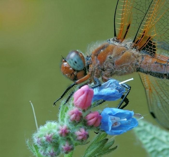 animal macro photography
