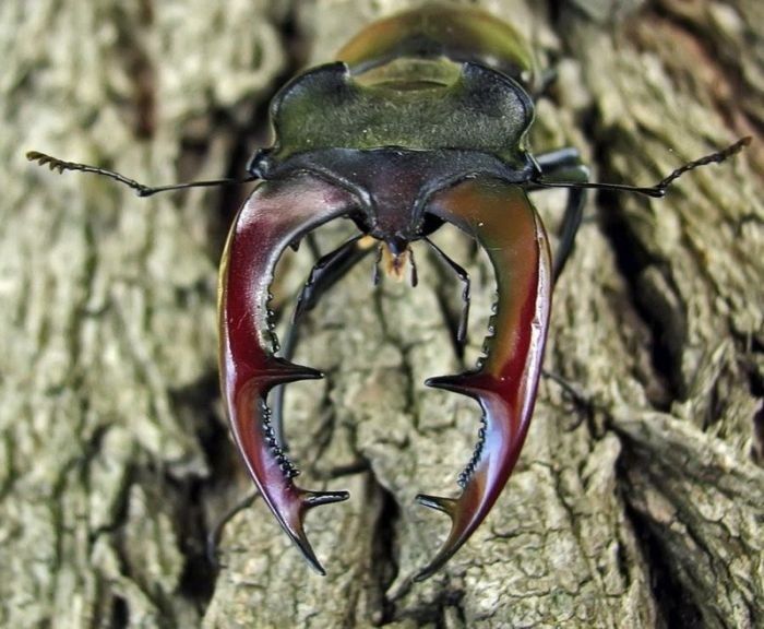 animal macro photography