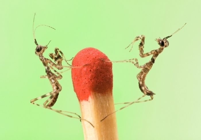 animal macro photography