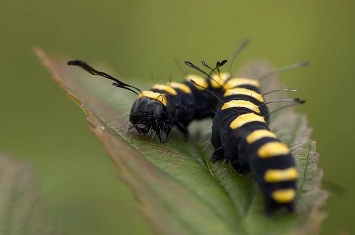 animal macro photography
