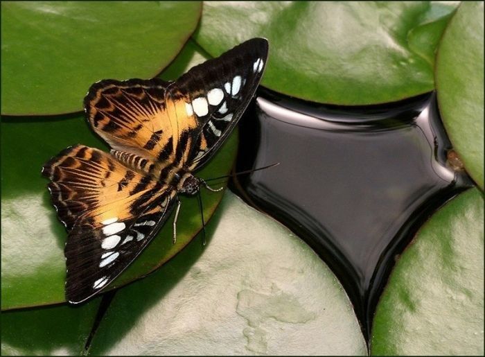 animal macro photography
