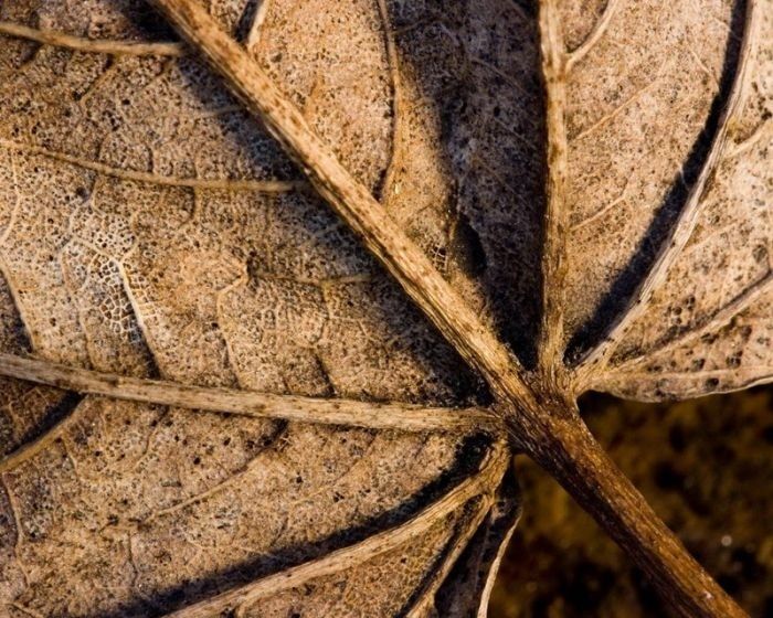 animal macro photography