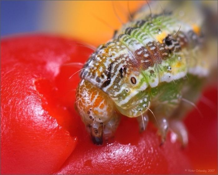 animal macro photography
