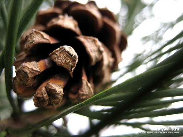 animal macro photography