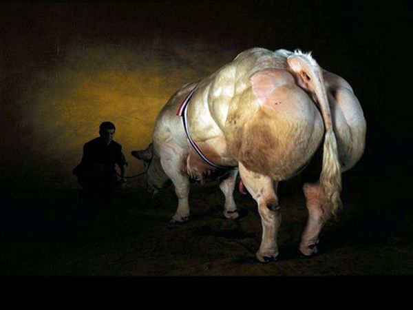 huge belgian cows