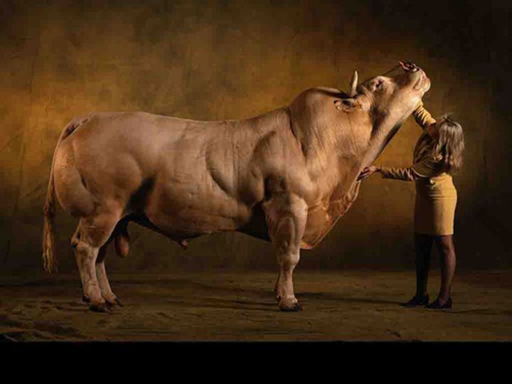 huge belgian cows