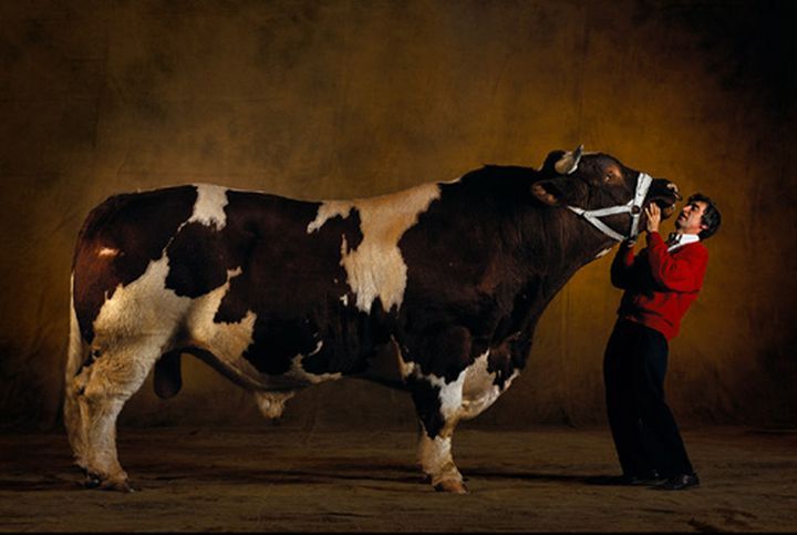 huge belgian cows