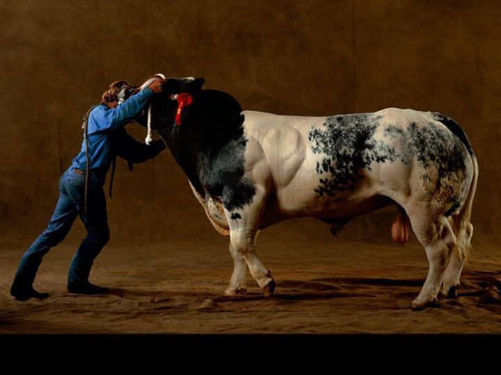 huge belgian cows