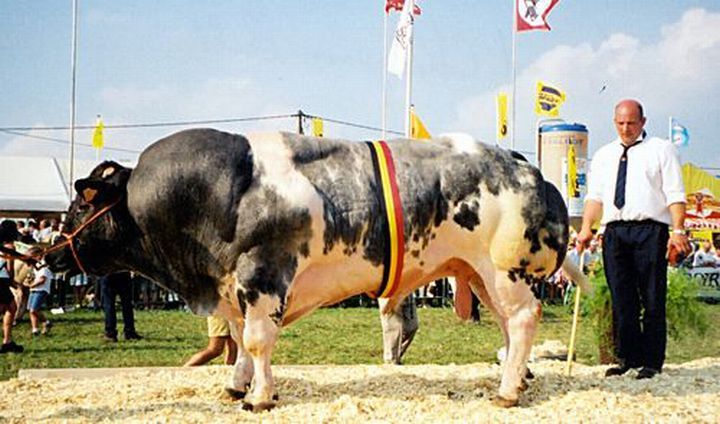 huge belgian cows