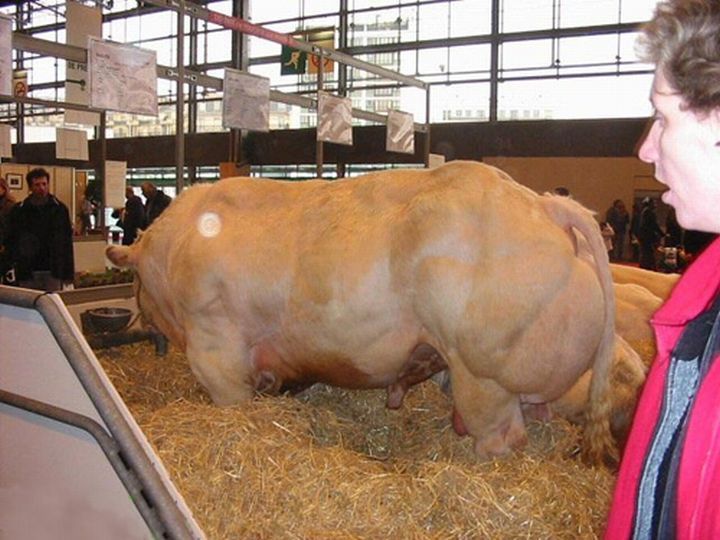 huge belgian cows