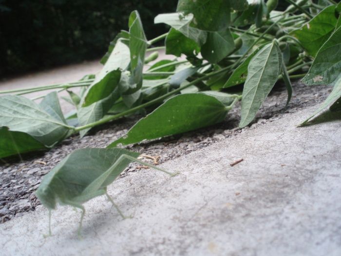 Insect leaf camouflage