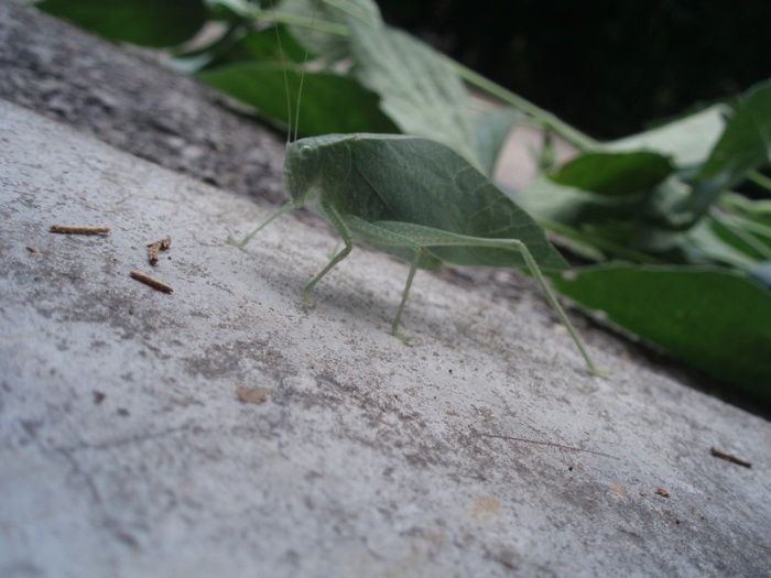Insect leaf camouflage