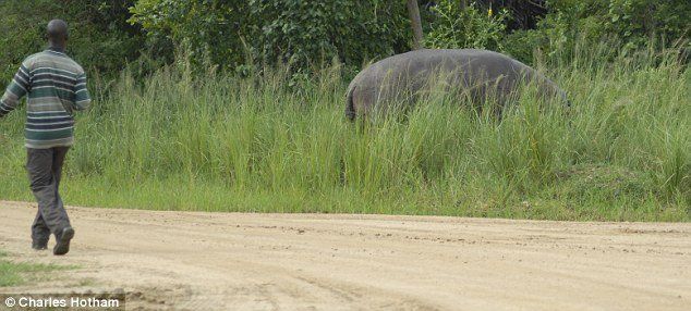 hippopotamus attack