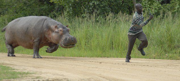 hippopotamus attack