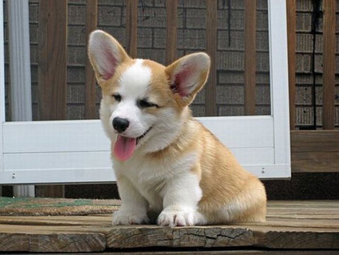 Pembroke Welch Corgi