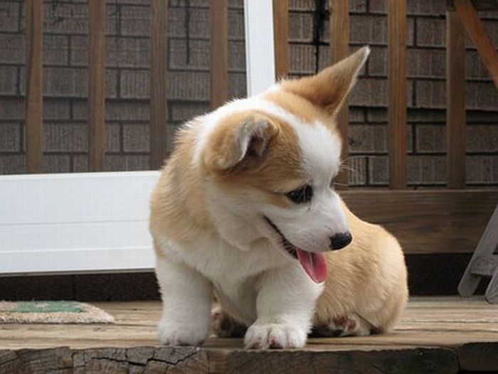 Pembroke Welch Corgi