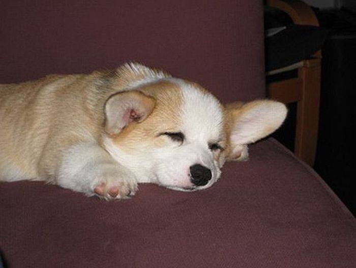 Pembroke Welch Corgi