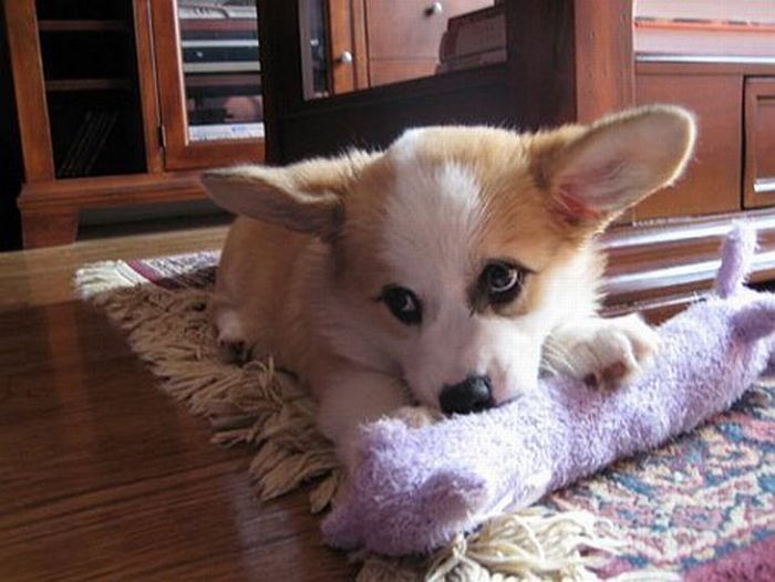 Pembroke Welch Corgi